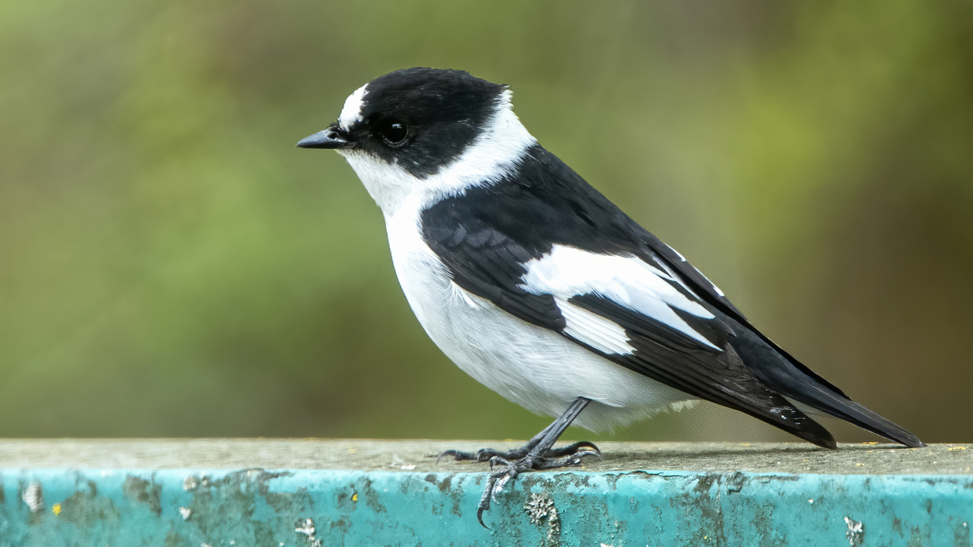 Collared Flycatcher